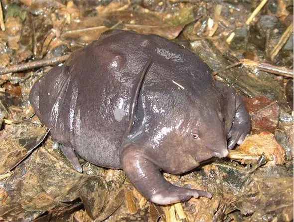見過「這種蛇」嗎?好邪惡的生物~(各種罕見物種大盤點!)