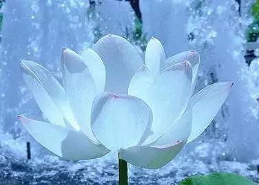 快確認你的生日,測你是什麼花,就是什麼命!準不準,一測就知道!