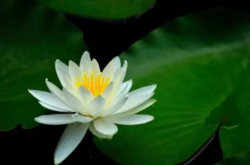 快確認你的生日,測你是什麼花,就是什麼命!準不準,一測就知道!