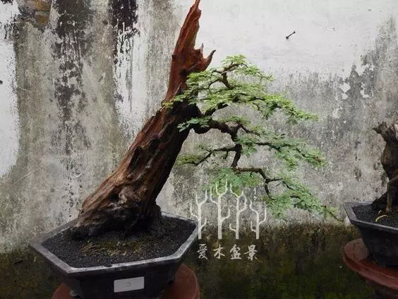 盆景樁材多餘的枝幹這麼用,讓樹樁華麗變身