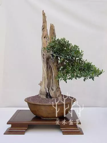 盆景樁材多餘的枝幹這麼用,讓樹樁華麗變身