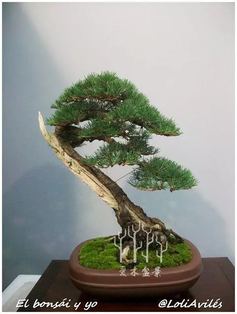 盆景樁材多餘的枝幹這麼用,讓樹樁華麗變身