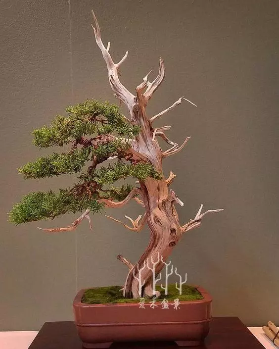 盆景樁材多餘的枝幹這麼用,讓樹樁華麗變身