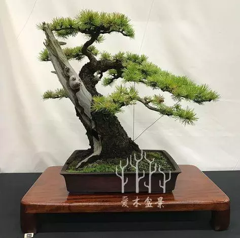 盆景樁材多餘的枝幹這麼用,讓樹樁華麗變身