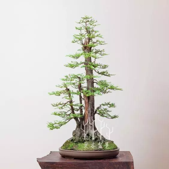 盆景樁材多餘的枝幹這麼用,讓樹樁華麗變身