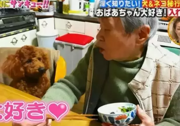 小泰迪每天晚上偷偷戴奶奶假牙,心理醫生解釋因為愛,奶奶感動又羞愧