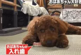 小泰迪每天晚上偷偷戴奶奶假牙,心理醫生解釋因為愛,奶奶感動又羞愧