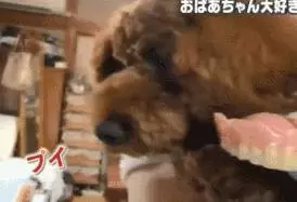 小泰迪每天晚上偷偷戴奶奶假牙,心理醫生解釋因為愛,奶奶感動又羞愧