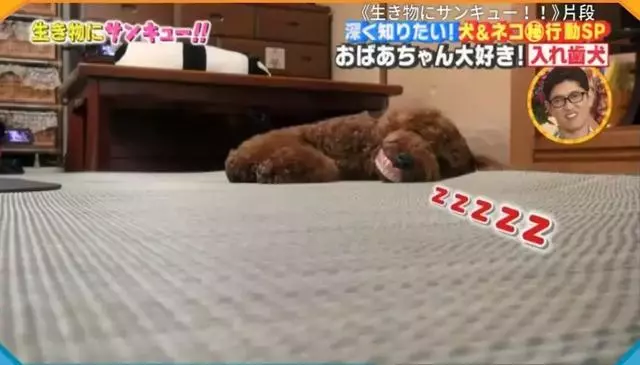 小泰迪每天晚上偷偷戴奶奶假牙,心理醫生解釋因為愛,奶奶感動又羞愧