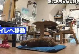 小泰迪每天晚上偷偷戴奶奶假牙,心理醫生解釋因為愛,奶奶感動又羞愧