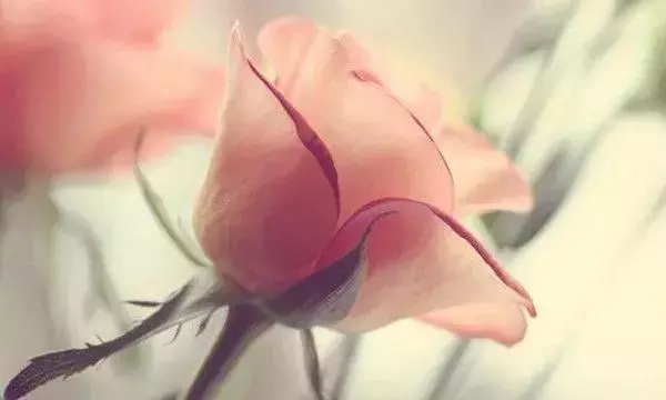 這段話,送給心中有委屈,卻不能訴說的人