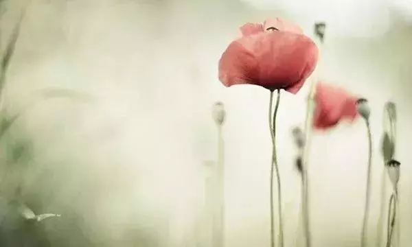 這段話,送給心中有委屈,卻不能訴說的人