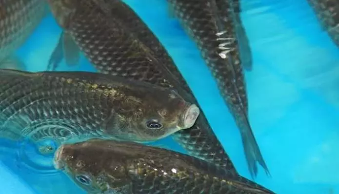 愛吃魚的人注意了,水產專家「從來不吃這4種魚」,但很可能出現在你家餐桌上!