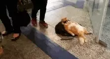 主人去銀行取錢，橘貓躺在門口，露著肚皮戴著墨鏡，姿勢惹笑路人