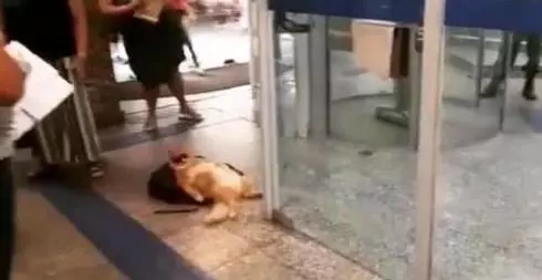 主人去銀行取錢，橘貓躺在門口，露著肚皮戴著墨鏡，姿勢惹笑路人