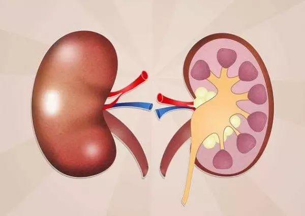 「長期吃西藥會傷腎?」釐清以下5大迷思,避免終身洗腎!