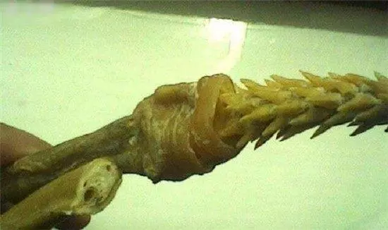 大家知道老虎的舌頭有刺,但是你們一定不知道老虎「這裡的刺」更厲害!!