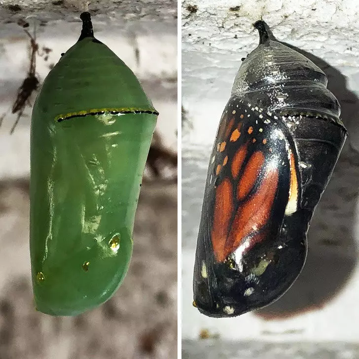 20張「會改變你看待世界的方式」的驚奇事物 懷孕的松鼠媽媽超可愛~