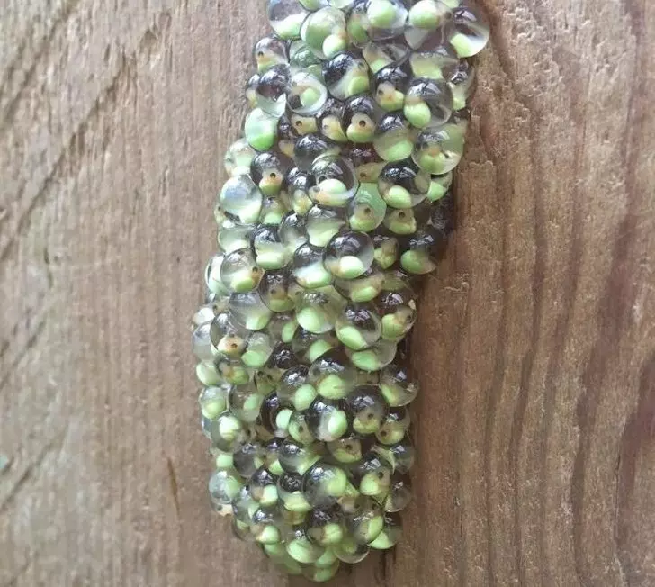20張「會改變你看待世界的方式」的驚奇事物 懷孕的松鼠媽媽超可愛~