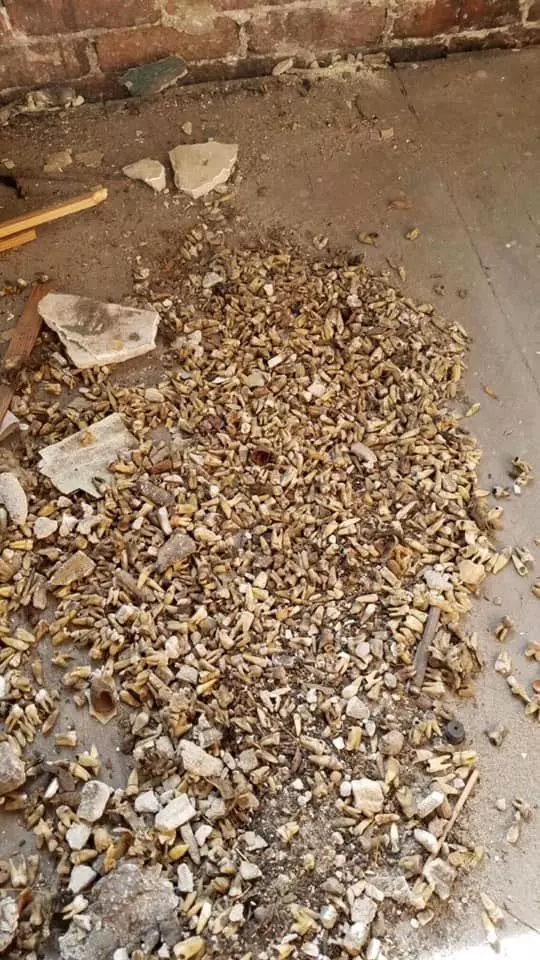 絕對比考古更激烈!工人鑿開牆壁整修 上千顆「88年老牙齒直接洗頭」查歷史還沒有紀錄