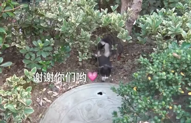影/暖心消防員「爬下8公尺深井」救小萌貓 貓馬麻感動點頭:謝謝你救我孩子QQ