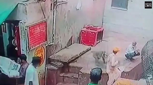 印度潑猴當街發威 搶走飼主的「寶貝蛇蛇」警方卻回:不能抓!牠們是猴神...