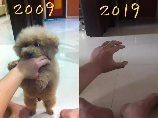 偶然在街景地圖上看到自己的狗狗,主人淚崩:你在天堂還好嗎?