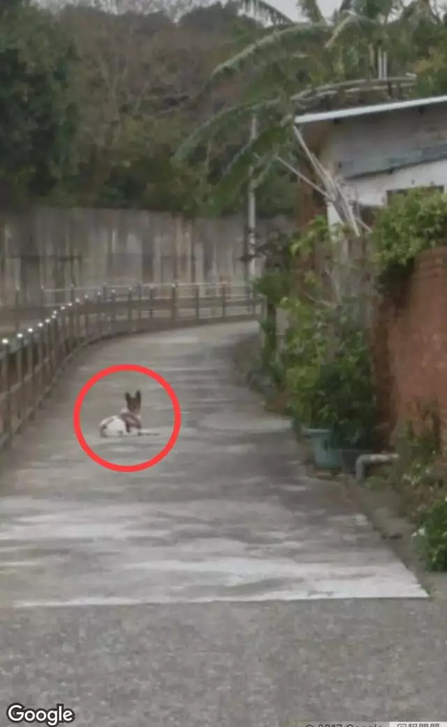 偶然在街景地圖上看到自己的狗狗,主人淚崩:你在天堂還好嗎?