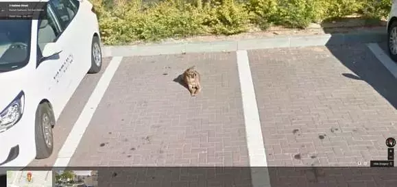 偶然在街景地圖上看到自己的狗狗,主人淚崩:你在天堂還好嗎?