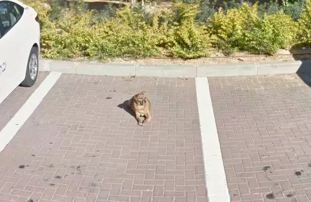 偶然在街景地圖上看到自己的狗狗,主人淚崩:你在天堂還好嗎?