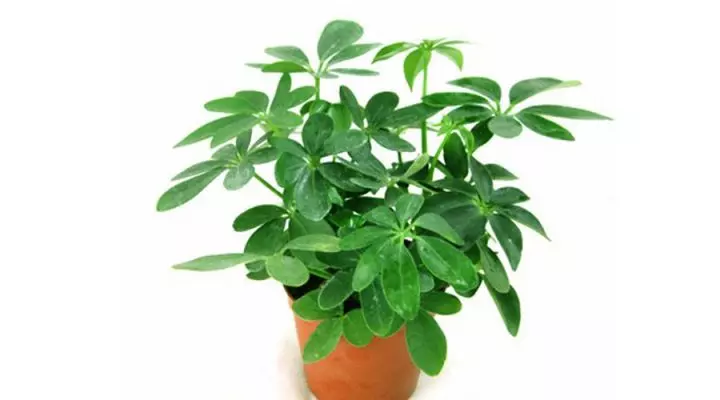 十二生肖養什麼植物最旺自己的財運!