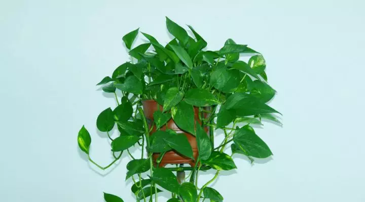 十二生肖養什麼植物最旺自己的財運!