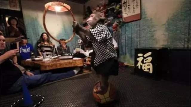 日本最火爆的餐廳之一:猴子當服務生,報酬只要香蕉!