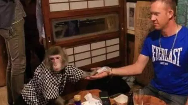 日本最火爆的餐廳之一:猴子當服務生,報酬只要香蕉!