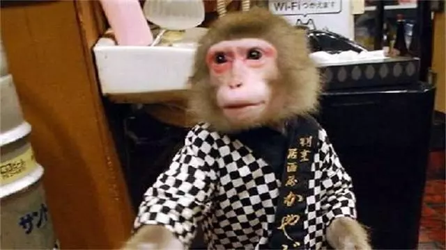 日本最火爆的餐廳之一:猴子當服務生,報酬只要香蕉!