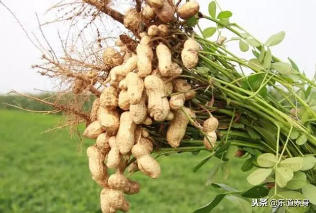 早上每天空腹時吃一把花生,堅持一月,3個好處不請自來!