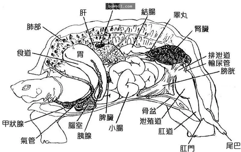 烏龜的內部構造解說,看完後才驚覺自己已經蠢了幾十年…