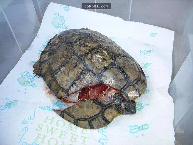 烏龜的內部構造解說,看完後才驚覺自己已經蠢了幾十年…
