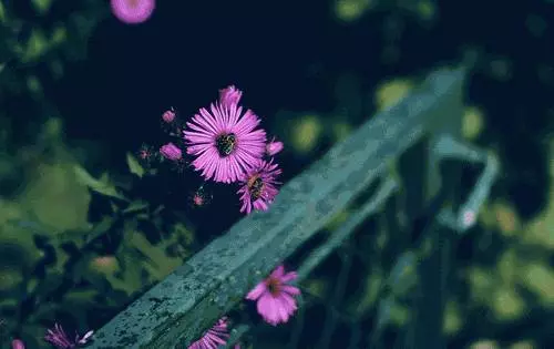 測試:你屬什麼,你的脾氣就是什麼樣,都看看