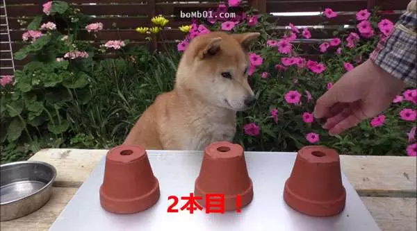 這隻狗狗的主人跟牠玩一個小遊戲測試牠的智商,結果牠笨到超可愛的反應會讓你笑到快往生。
