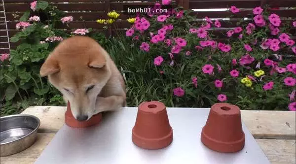 這隻狗狗的主人跟牠玩一個小遊戲測試牠的智商,結果牠笨到超可愛的反應會讓你笑到快往生。