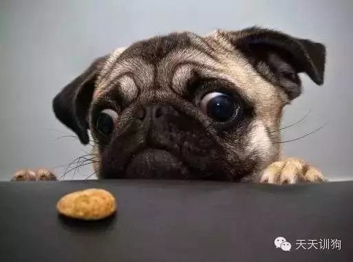 狗狗不吃狗糧怎麼辦?