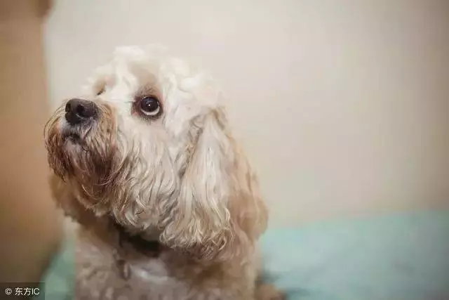 狗狗衰老的5個徵兆,說明它的生命開始進入「倒計時」!