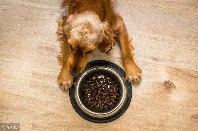 您的狗狗毛色差?找不到解決方法?我來幫您!