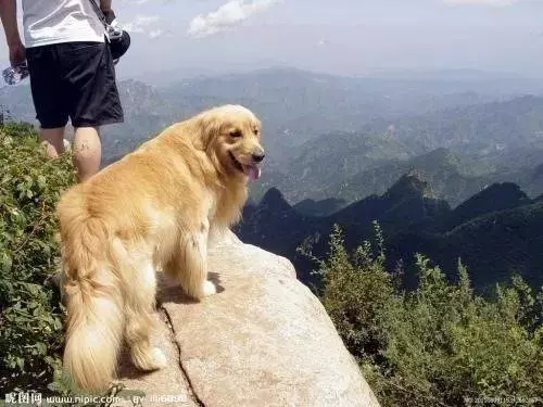 您的狗狗毛色差?找不到解決方法?我來幫您!