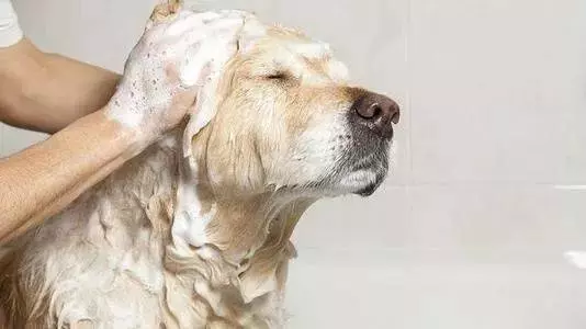 您的狗狗毛色差?找不到解決方法?我來幫您!