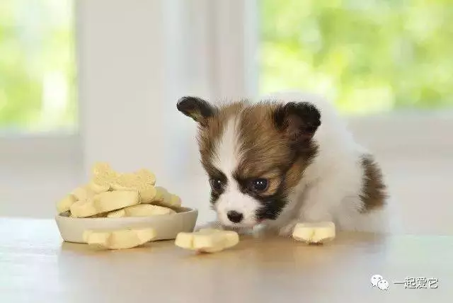 冬季狗狗飲食注意要點,你家的狗狗飲食合理嗎?