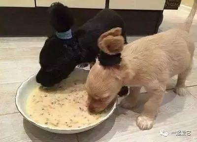 冬季狗狗飲食注意要點,你家的狗狗飲食合理嗎?