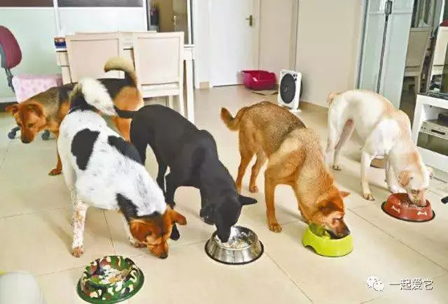 冬季狗狗飲食注意要點,你家的狗狗飲食合理嗎?