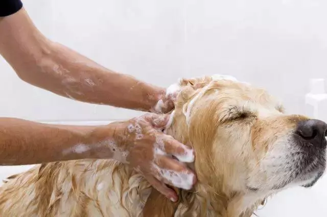 養狗必看,這7種誤區你還再犯嗎